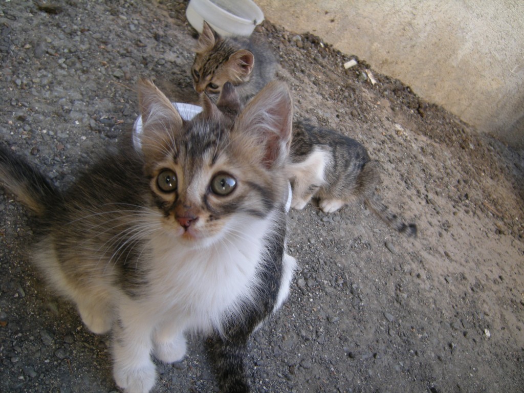 Nicosia, Lefkosia, Street cat, kitten, cat pictures